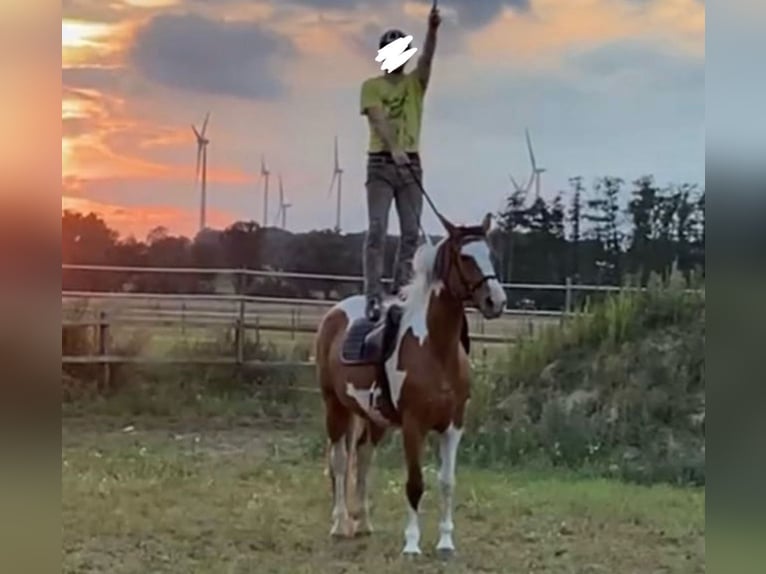 Warmblood austríaco Yegua 6 años 164 cm Pío in Burghaun