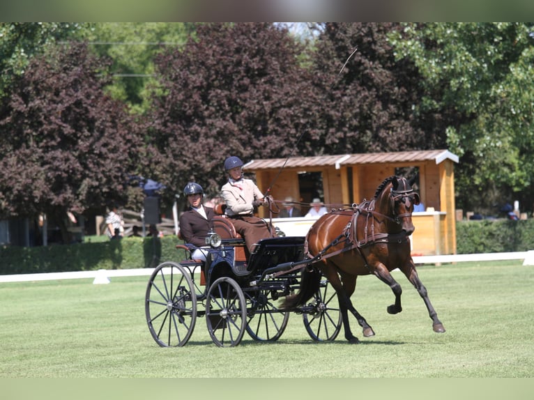 Warmblood austríaco Yegua 6 años 167 cm Castaño in St Marein bei Graz