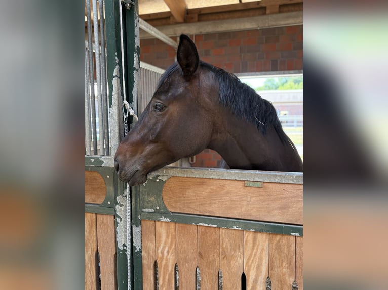 Warmblood austríaco Yegua 6 años 167 cm Castaño oscuro in Ibbenbüren
