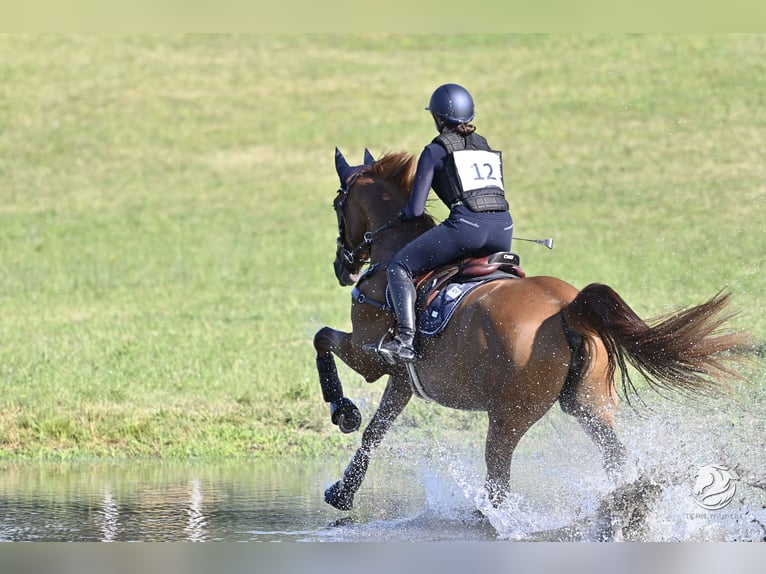 Warmblood austríaco Yegua 6 años 168 cm Alazán in Ried am Riederberg