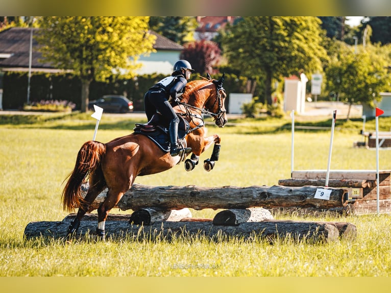 Warmblood austríaco Yegua 6 años 168 cm Alazán in Ried am Riederberg