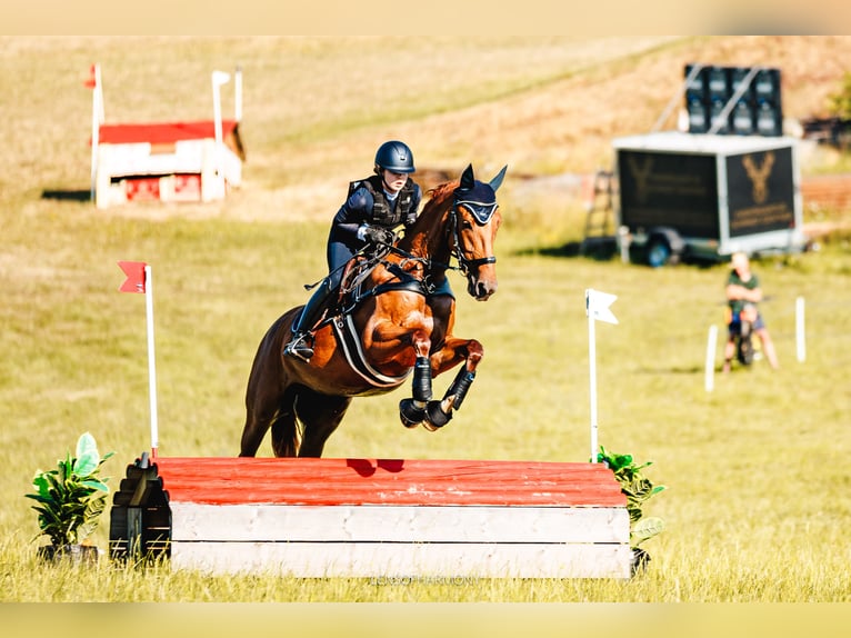 Warmblood austríaco Yegua 6 años 168 cm Alazán in Ried am Riederberg
