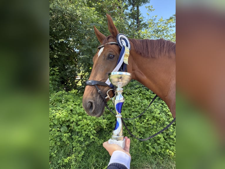 Warmblood austríaco Yegua 6 años 168 cm Alazán in Ried am Riederberg