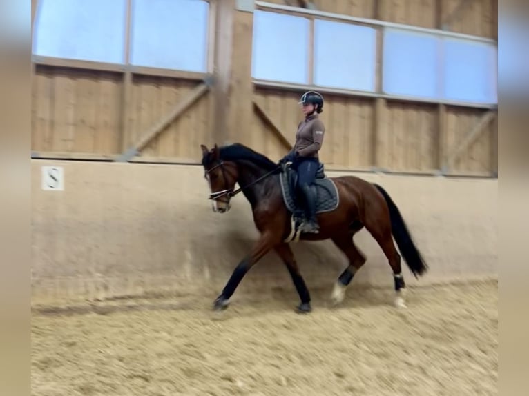 Warmblood austríaco Yegua 6 años 168 cm Castaño in Mehrnbach