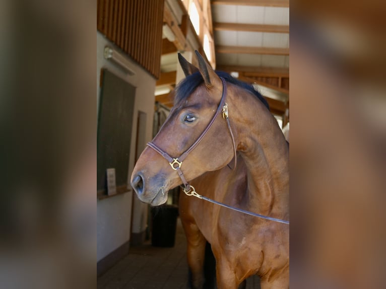Warmblood austríaco Yegua 6 años 168 cm Castaño in Erharting