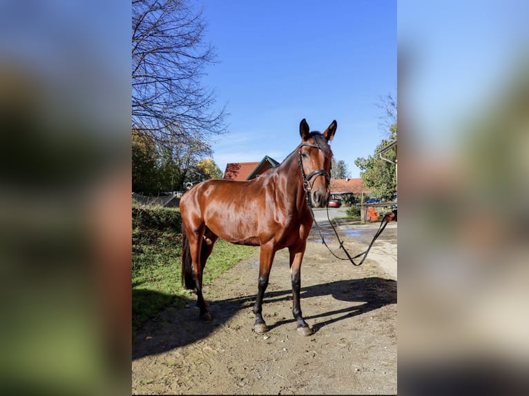 Warmblood austríaco Yegua 6 años 168 cm Castaño oscuro in Hart bei Graz