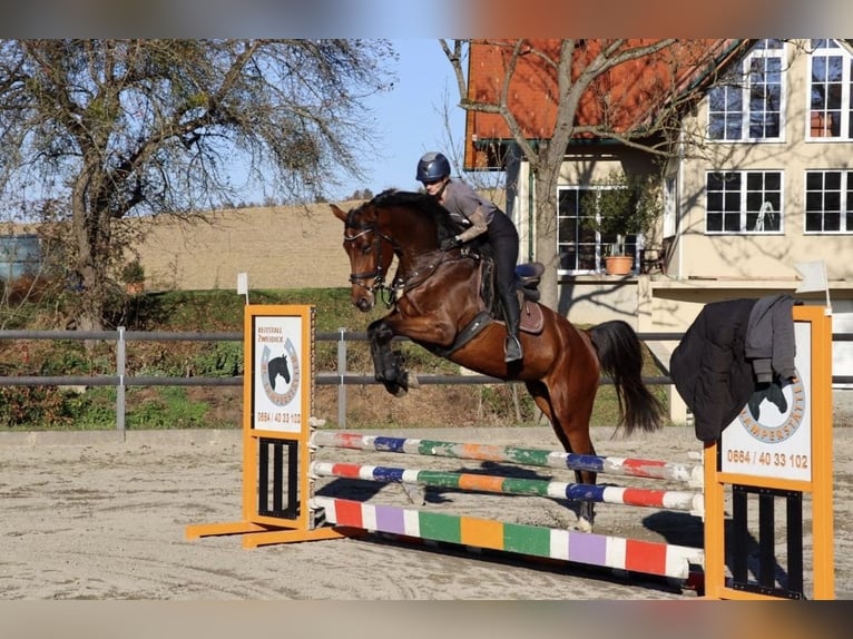 Warmblood austríaco Yegua 6 años 168 cm Castaño oscuro in Hart bei Graz
