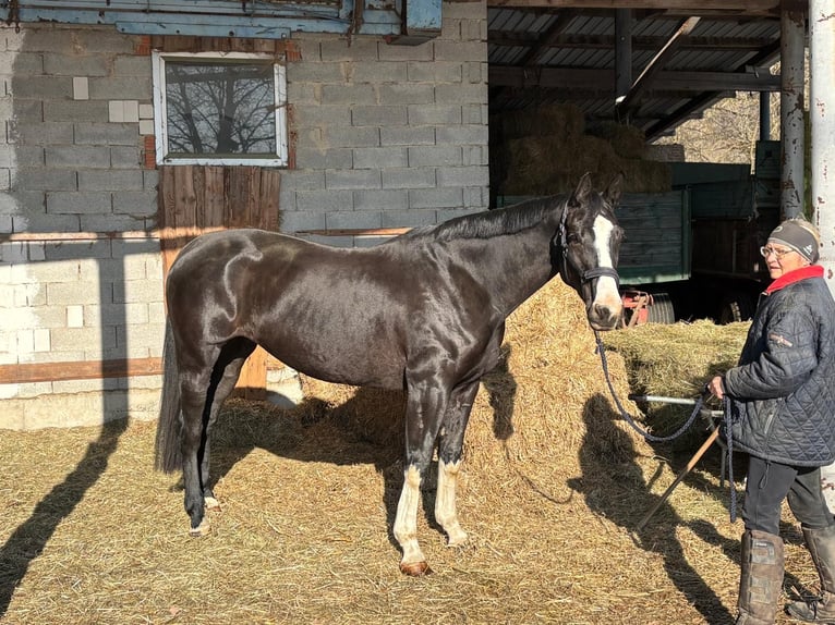Warmblood austríaco Yegua 6 años 170 cm Negro in Winhöring