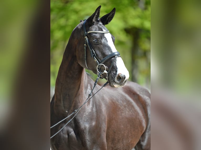 Warmblood austríaco Yegua 6 años 170 cm Negro in Davidschlag