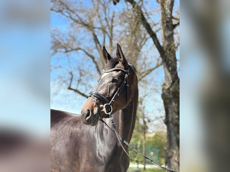 Warmblood austríaco Yegua 6 años 173 cm Castaño in Stadl-Paura
