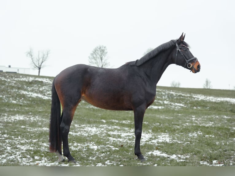 Warmblood austríaco Yegua 6 años 174 cm Morcillo in Altenfelden