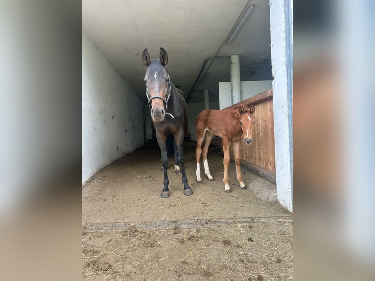 Warmblood austríaco Yegua 6 años 175 cm Morcillo in Altenfelden Warmblood austríaco Yegua 6 años 175 cm Morcillo in Altenfelden