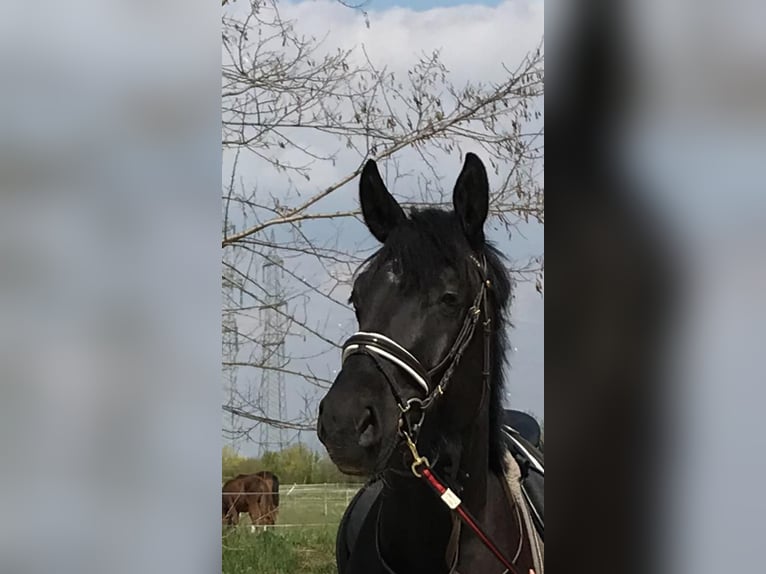 Warmblood austríaco Yegua 6 años 175 cm Negro in Perchtoldsdorf