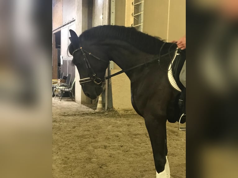 Warmblood austríaco Yegua 6 años 175 cm Negro in Perchtoldsdorf