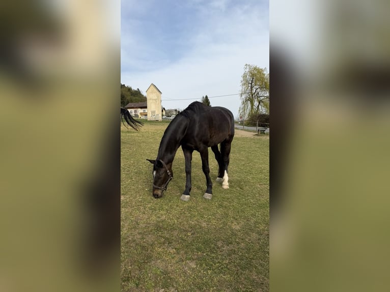 Warmblood austríaco Yegua 6 años 176 cm Castaño oscuro in Magdalensberg