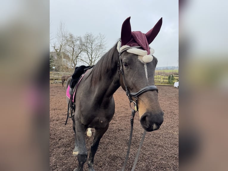 Warmblood austríaco Yegua 6 años 176 cm Castaño oscuro in Magdalensberg