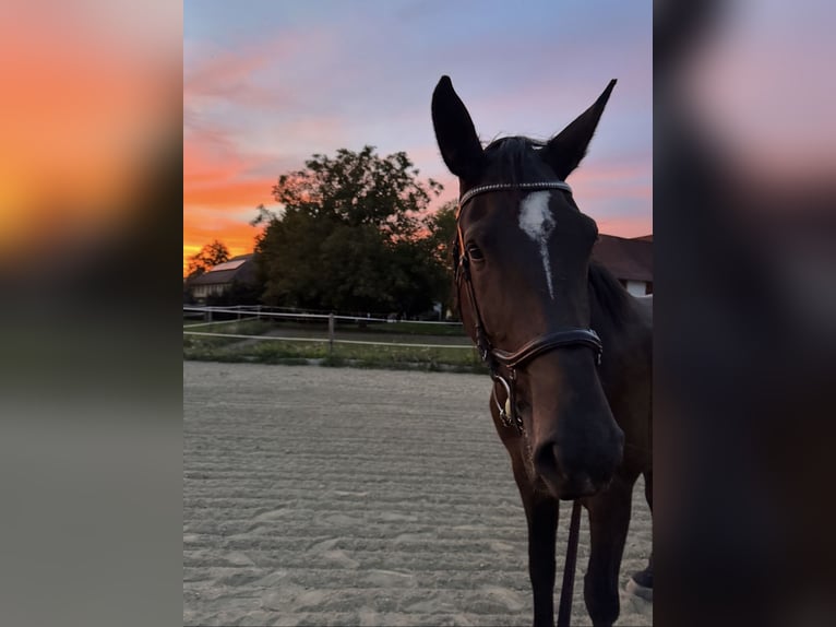 Warmblood austríaco Yegua 6 años 176 cm Castaño oscuro in Magdalensberg