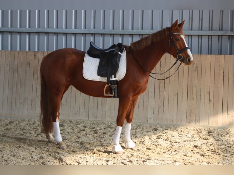 Warmblood austríaco Yegua 7 años 162 cm Alazán in Götzendorf an der Leitha