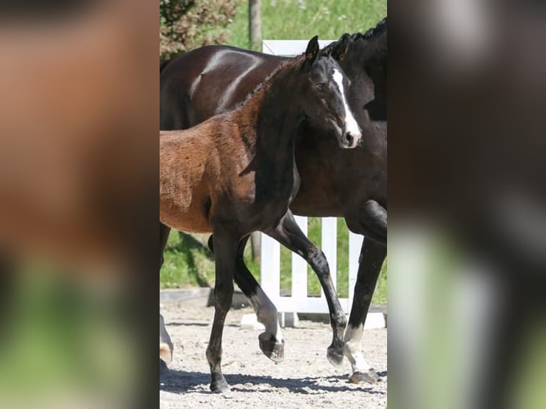 Warmblood austríaco Yegua 7 años 163 cm Castaño in Pernegg