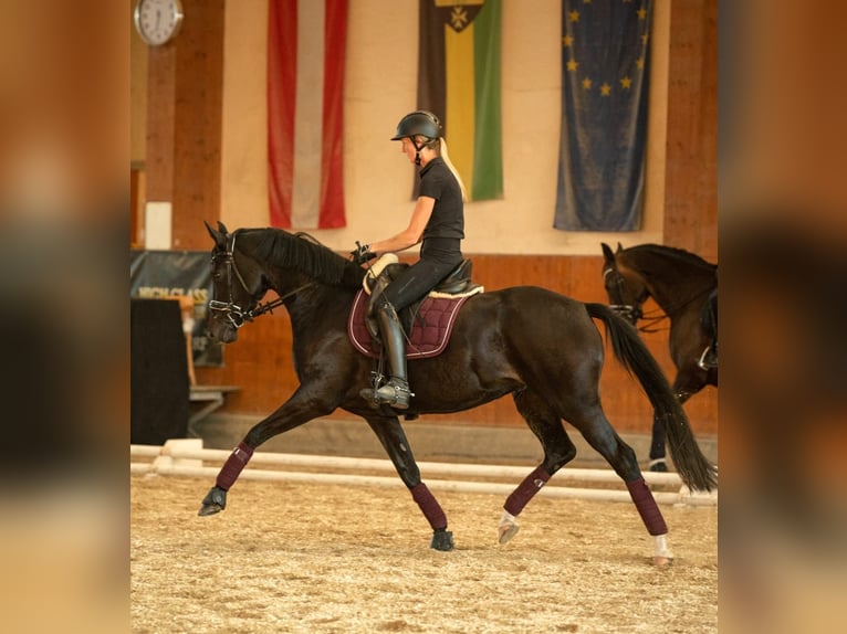 Warmblood austríaco Yegua 7 años 163 cm Castaño in Pernegg