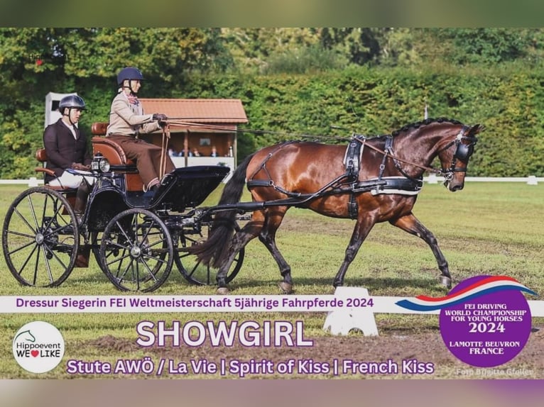 Warmblood austríaco Yegua 7 años 167 cm Castaño in St Marein bei Graz