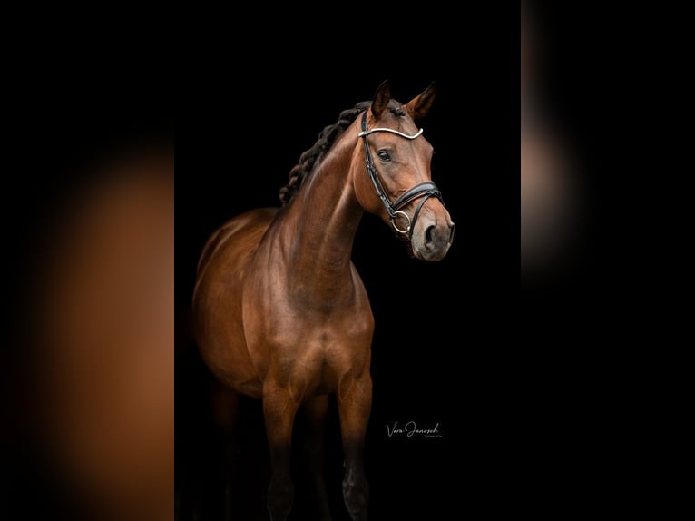 Warmblood austríaco Yegua 7 años 167 cm Castaño in St Marein bei Graz