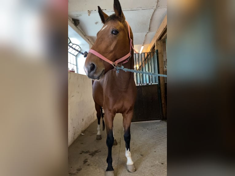 Warmblood austríaco Yegua 7 años 168 cm Castaño in Klagenfurt