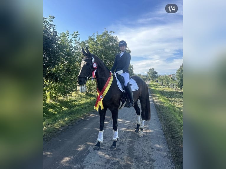 Warmblood austríaco Yegua 7 años 170 cm Morcillo in Sieggraben