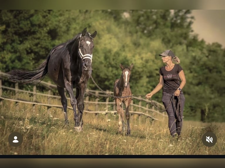 Warmblood austríaco Yegua 7 años 170 cm Morcillo in Sieggraben