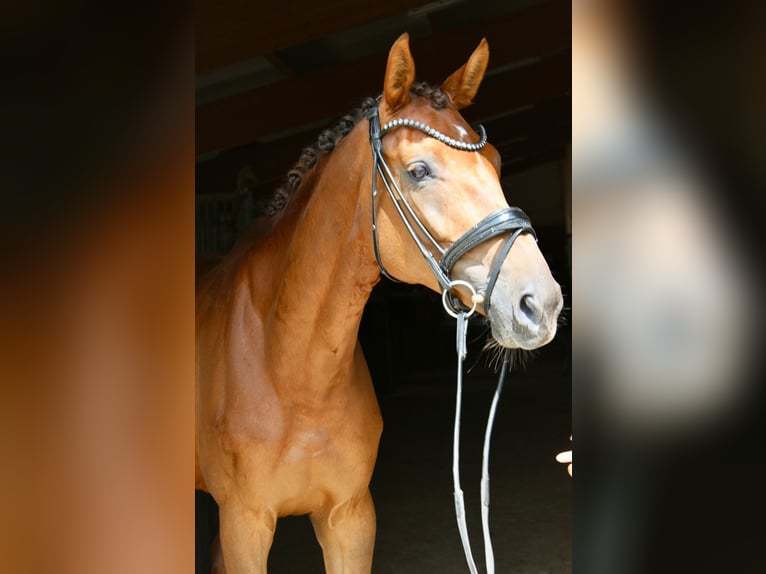 Warmblood austríaco Yegua 7 años 172 cm Alazán-tostado in Rankweil