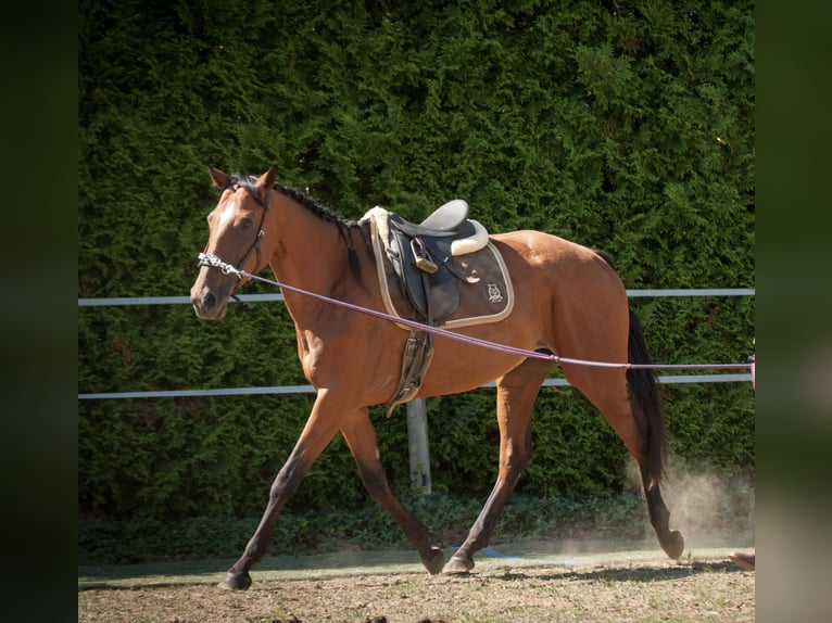 Warmblood austríaco Yegua 7 años 172 cm Castaño in Gleisdorf
