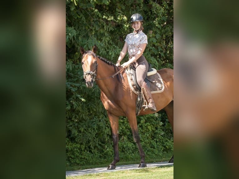 Warmblood austríaco Yegua 7 años 172 cm Castaño in Gleisdorf