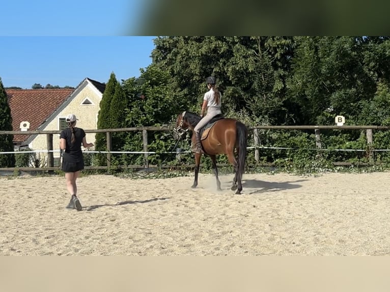 Warmblood austríaco Yegua 7 años 172 cm Castaño in Gleisdorf