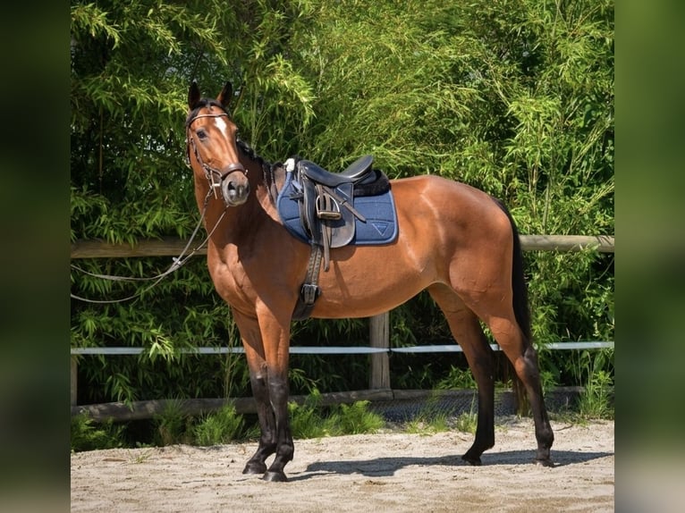 Warmblood austríaco Yegua 7 años 172 cm Castaño in Gleisdorf