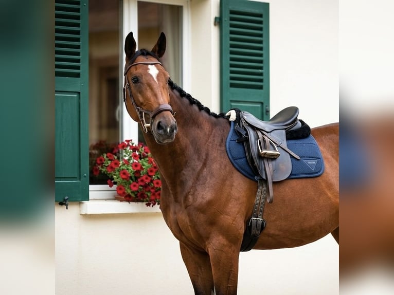 Warmblood austríaco Yegua 7 años 172 cm Castaño in Gleisdorf