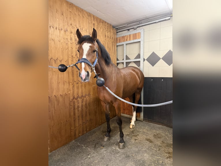 Warmblood austríaco Yegua 7 años 172 cm Castaño in Mösendorf