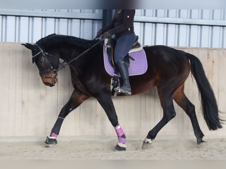 Warmblood austríaco Yegua 7 años 172 cm Castaño oscuro in Götzendorf an der Leitha