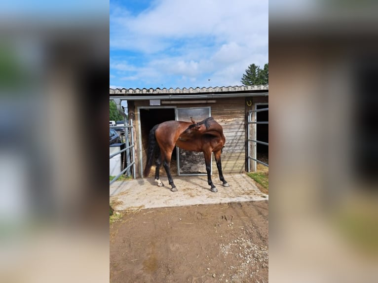 Warmblood austríaco Mestizo Yegua 7 años 176 cm Castaño in Lannach