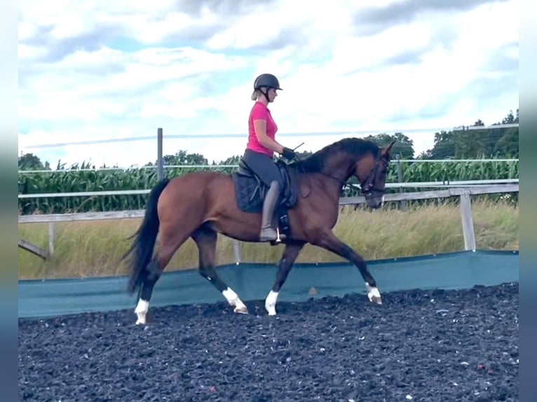 Warmblood austríaco Yegua 7 años Castaño in F&#xFC;chsledt