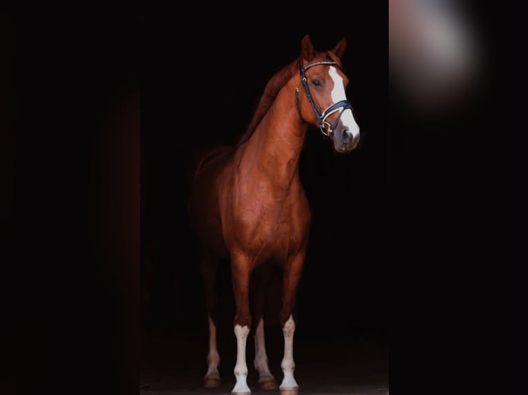 Warmblood austríaco Yegua 8 años 162 cm Alazán in Ansfelden