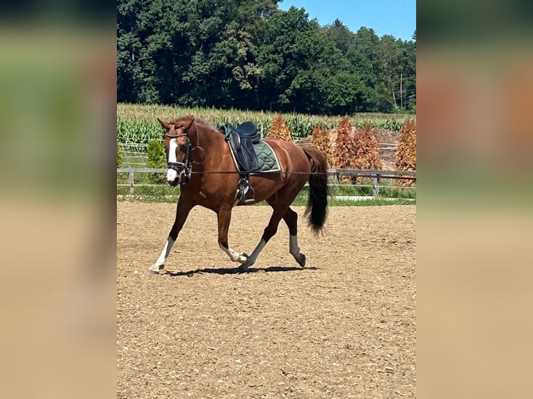 Warmblood austríaco Yegua 8 años 162 cm Alazán in Ansfelden