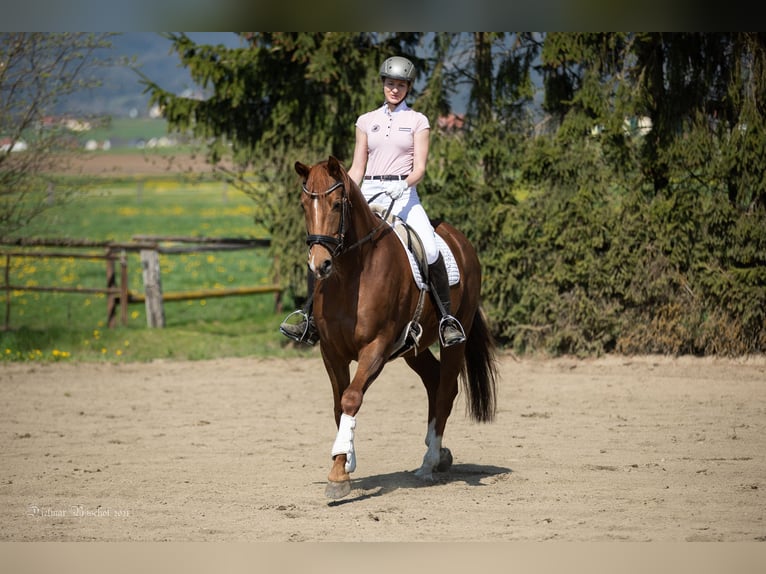 Warmblood austríaco Yegua 8 años 163 cm Alazán in Sankt Marein bei Knittelfeld