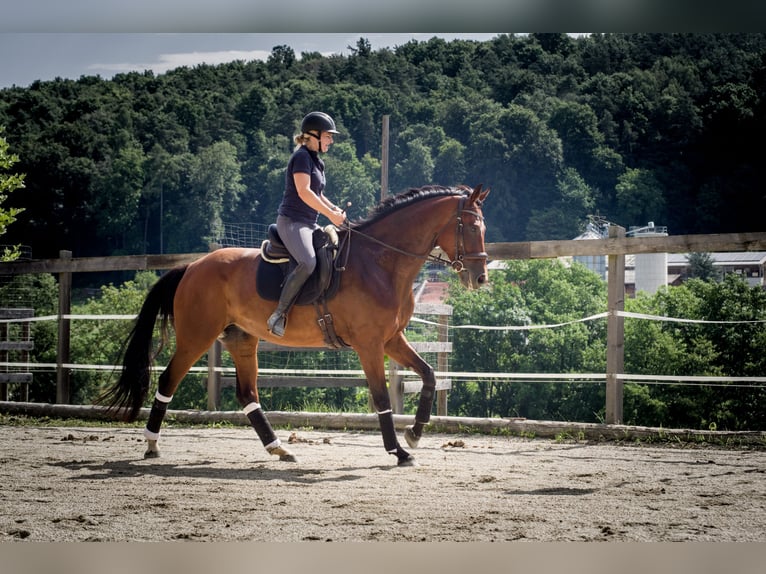 Warmblood austríaco Yegua 8 años 175 cm Castaño in Markt Hartmannsdorf