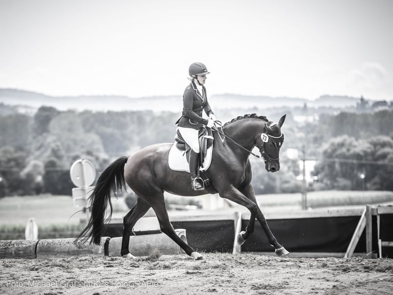 Warmblood austríaco Yegua 8 años 175 cm Castaño in Markt Hartmannsdorf