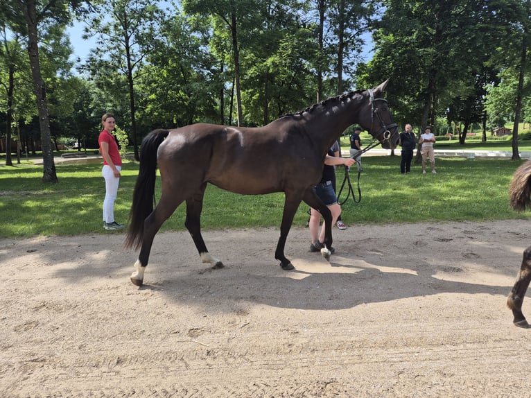 Warmblood austríaco Yegua 8 años in Amstetten
