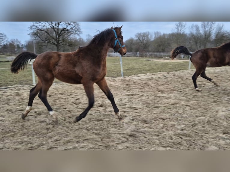 Warmblood austríaco Yegua 8 años in Amstetten