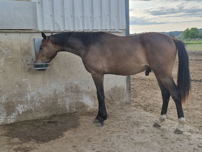 Warmblood austríaco Yegua 8 años in Amstetten