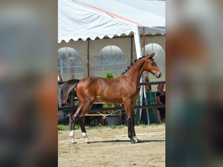 Warmblood austríaco Yegua 8 años in Amstetten