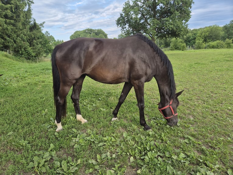 Warmblood austríaco Yegua 8 años in Amstetten
