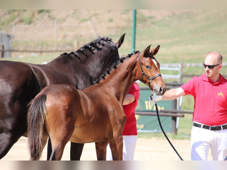 Warmblood austríaco Yegua 8 años in Amstetten